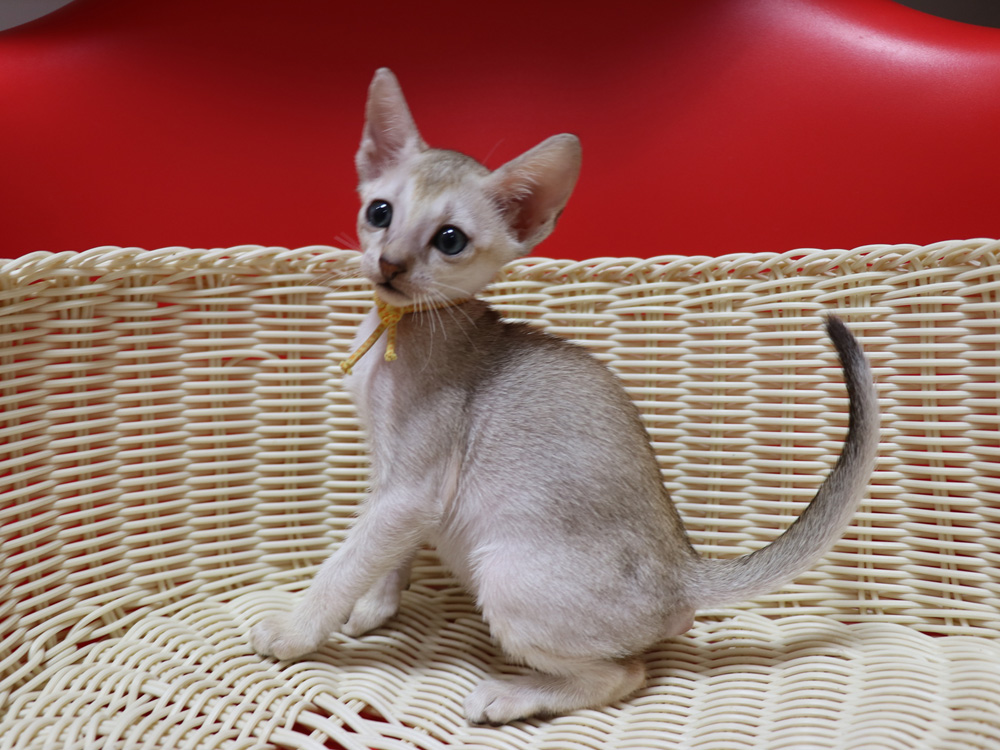 シンガプーラの子猫画像