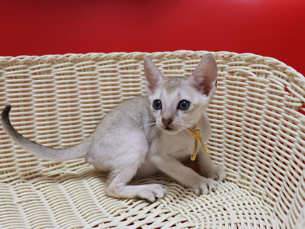 シンガプーラの子猫画像