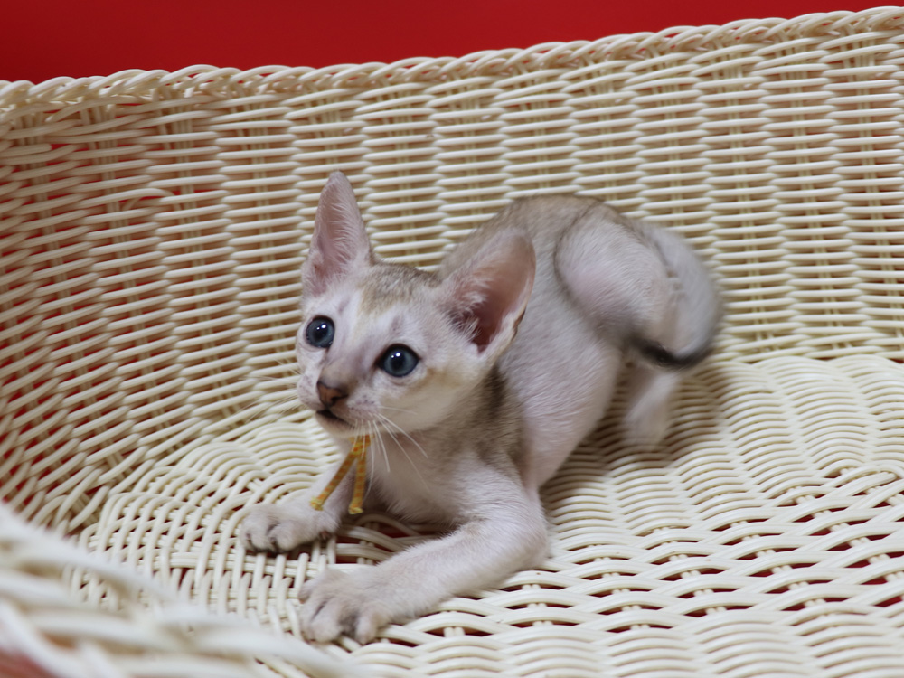 シンガプーラの子猫画像