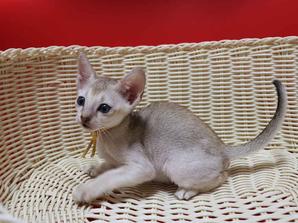 シンガプーラの子猫画像