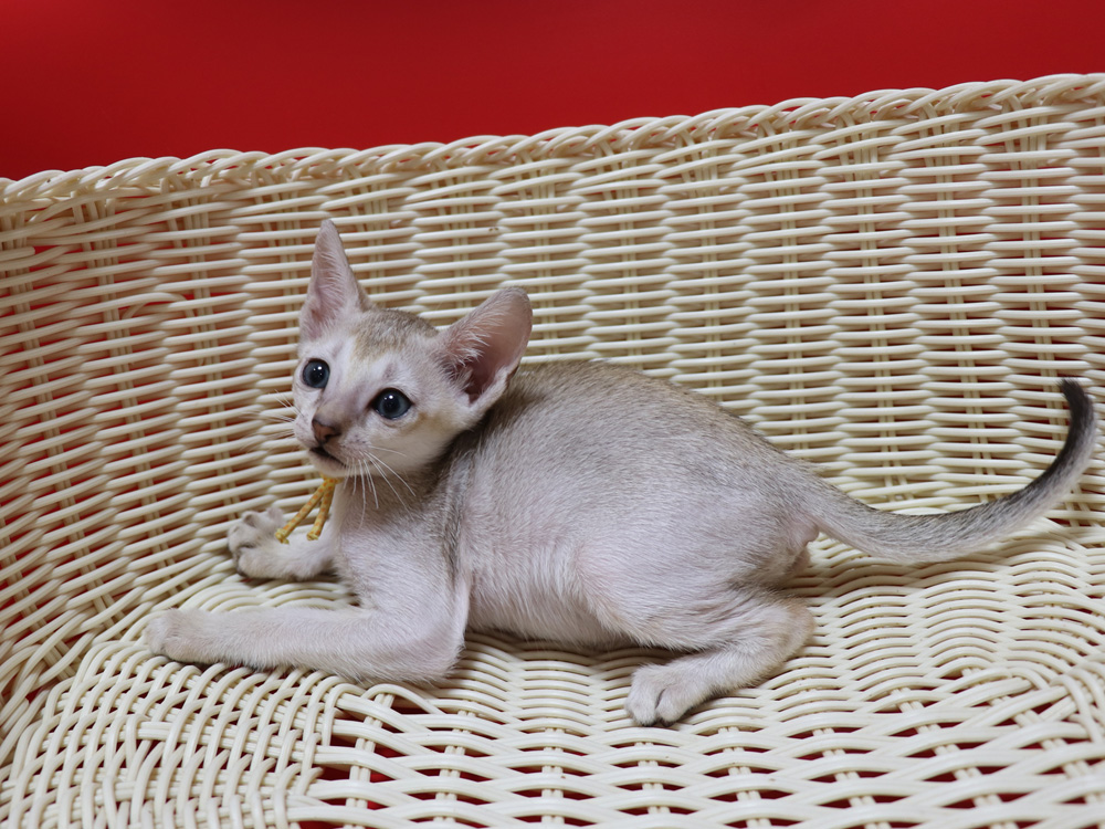 シンガプーラの子猫画像