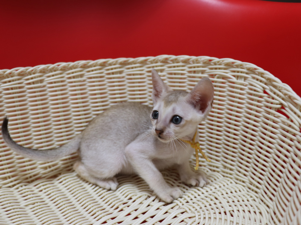 シンガプーラの子猫画像