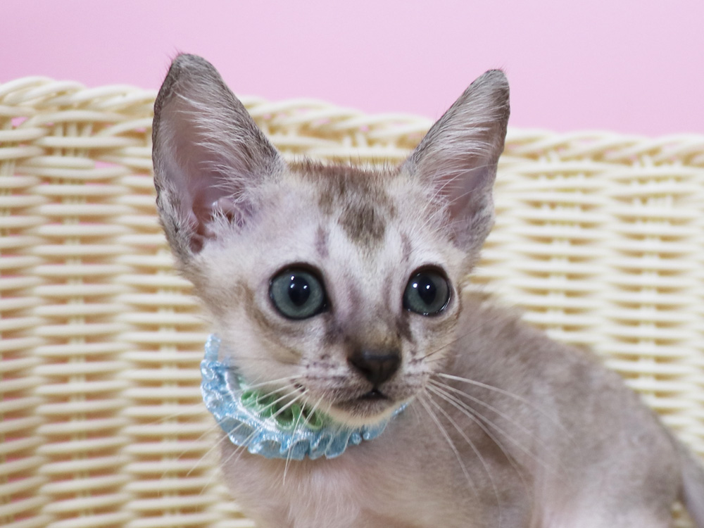 シンガプーラの子猫画像