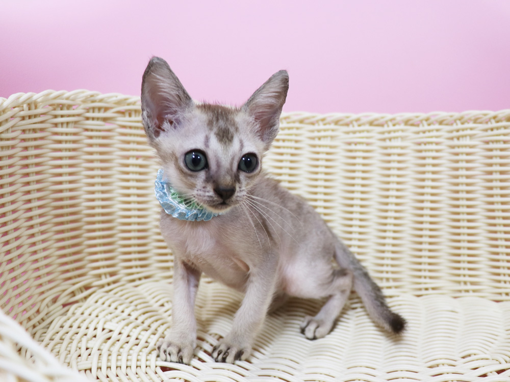 シンガプーラの子猫画像