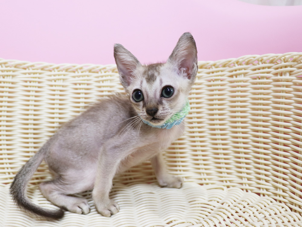 シンガプーラの子猫画像