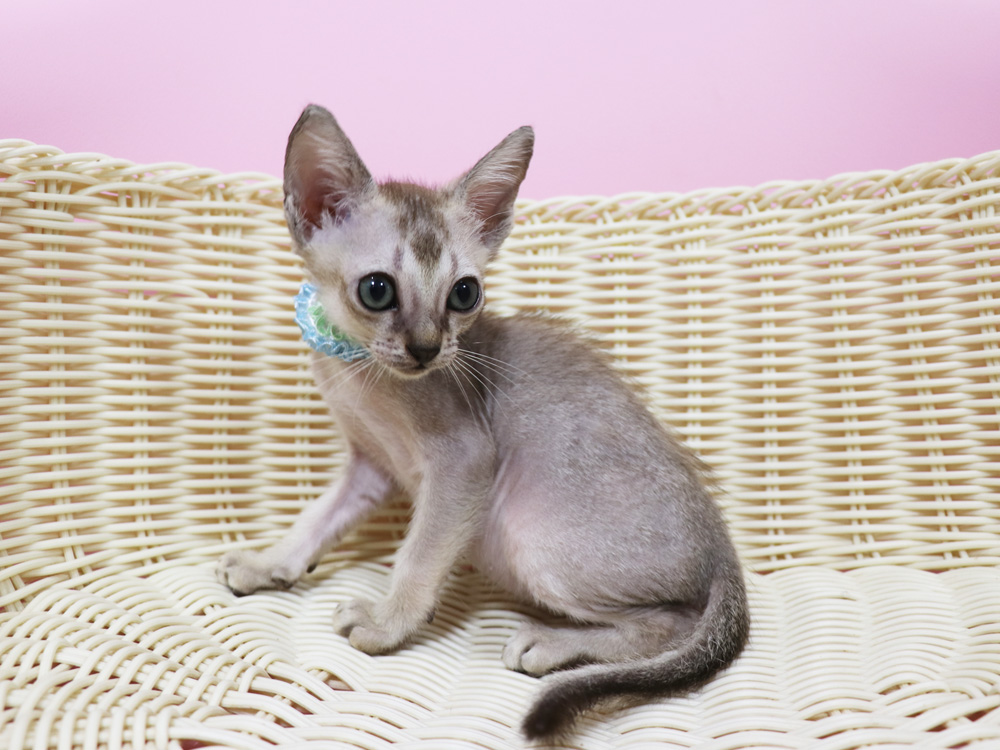 シンガプーラの子猫画像