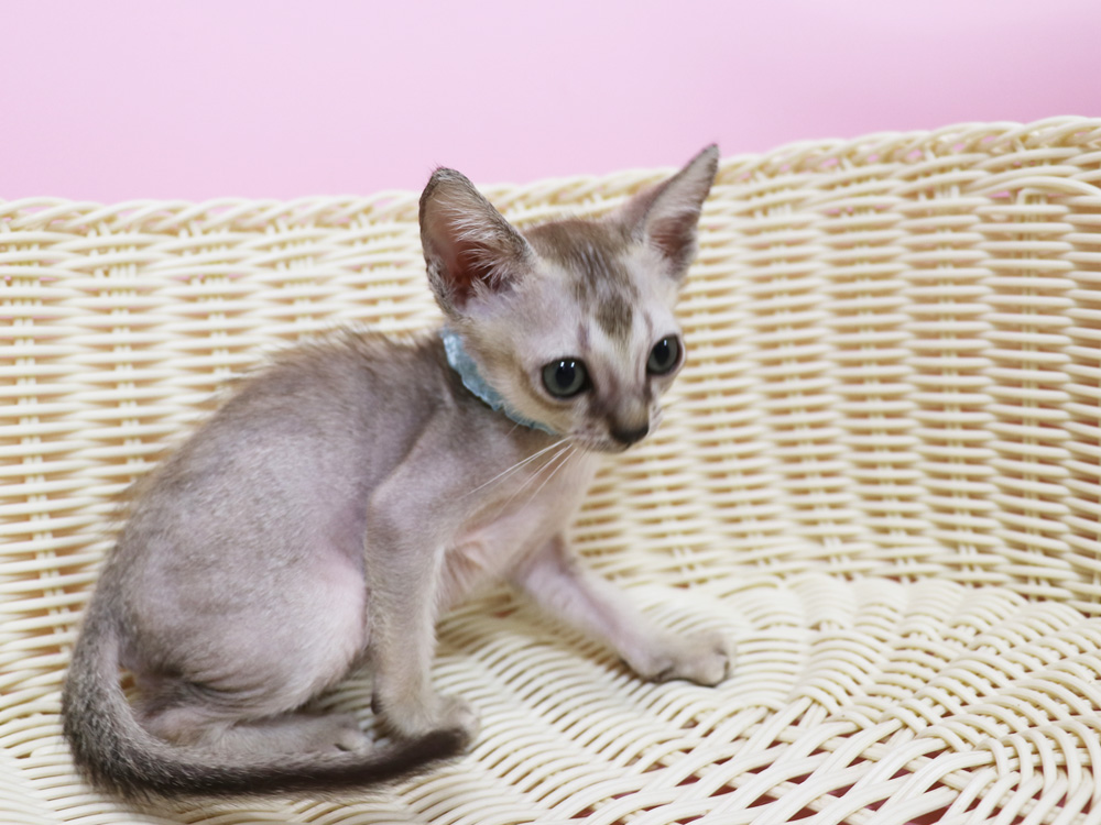 シンガプーラの子猫画像