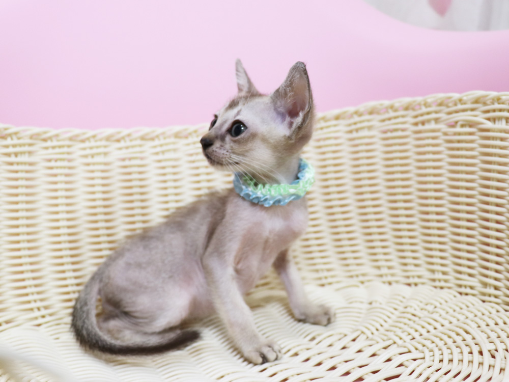 シンガプーラの子猫画像