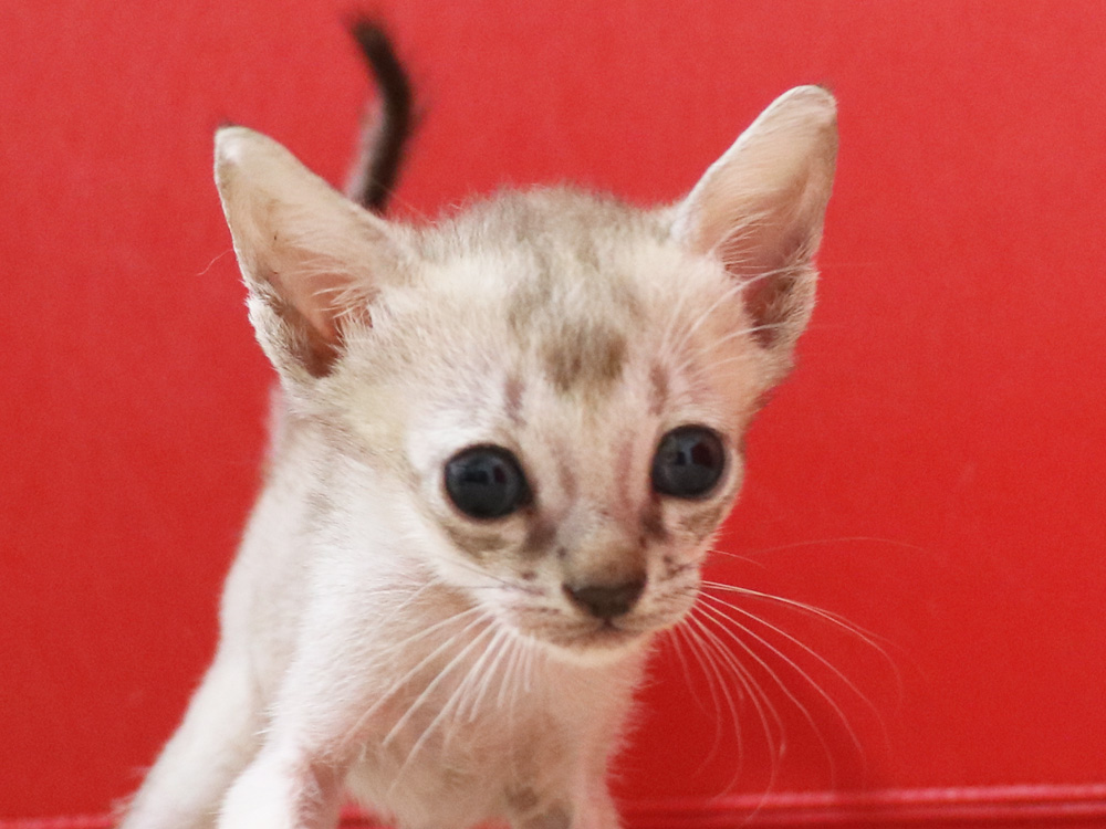 シンガプーラの子猫画像