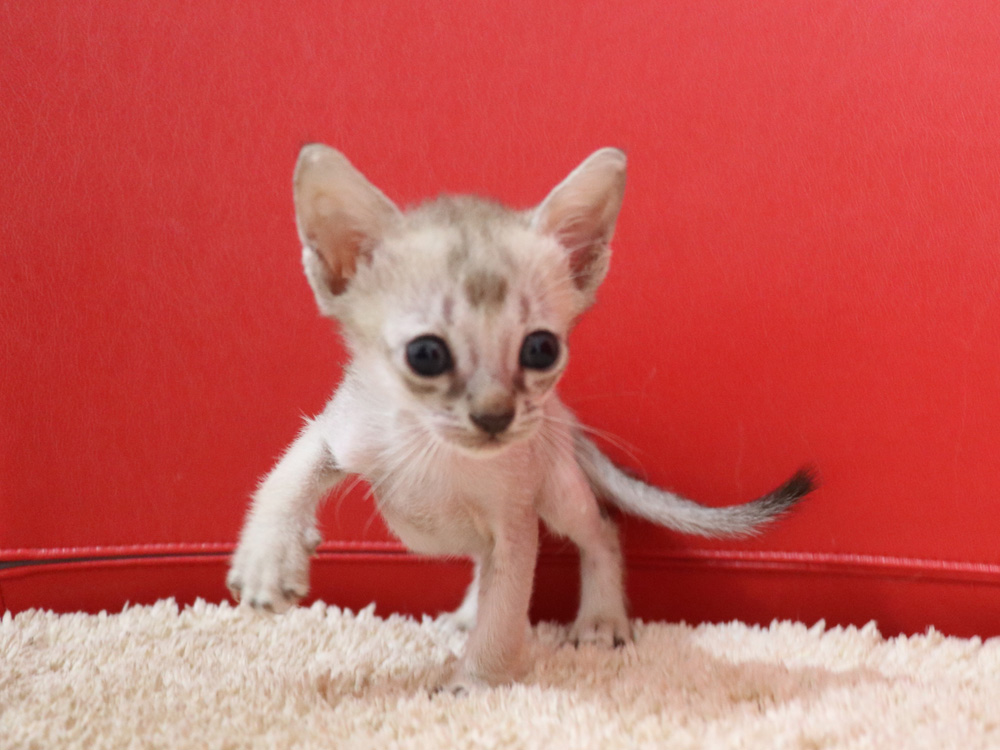 シンガプーラの子猫画像