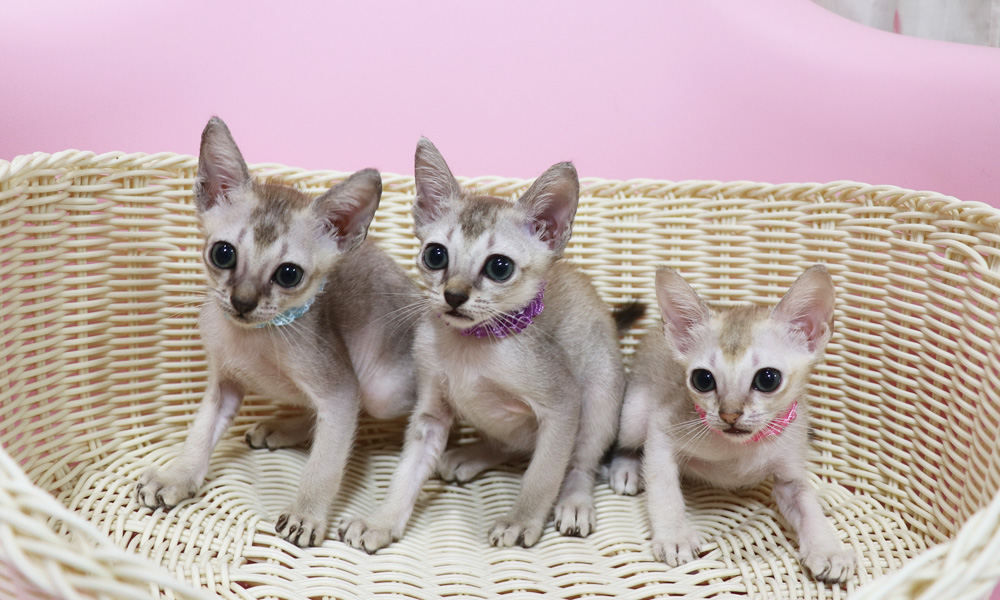 シンガプーラの子猫画像