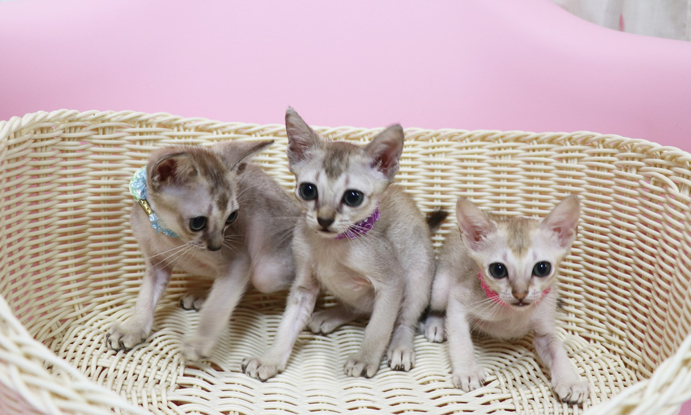 シンガプーラの子猫画像