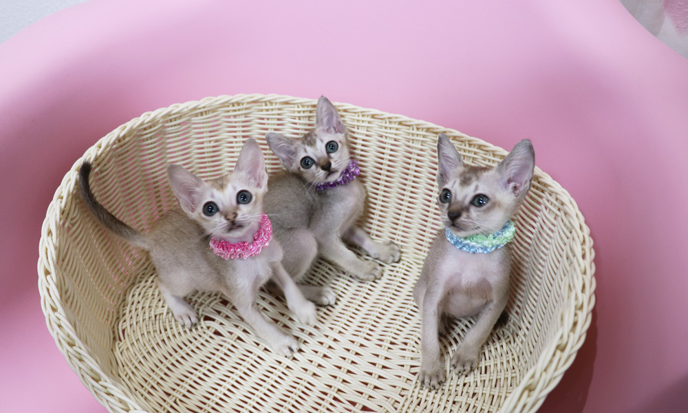 シンガプーラの子猫画像