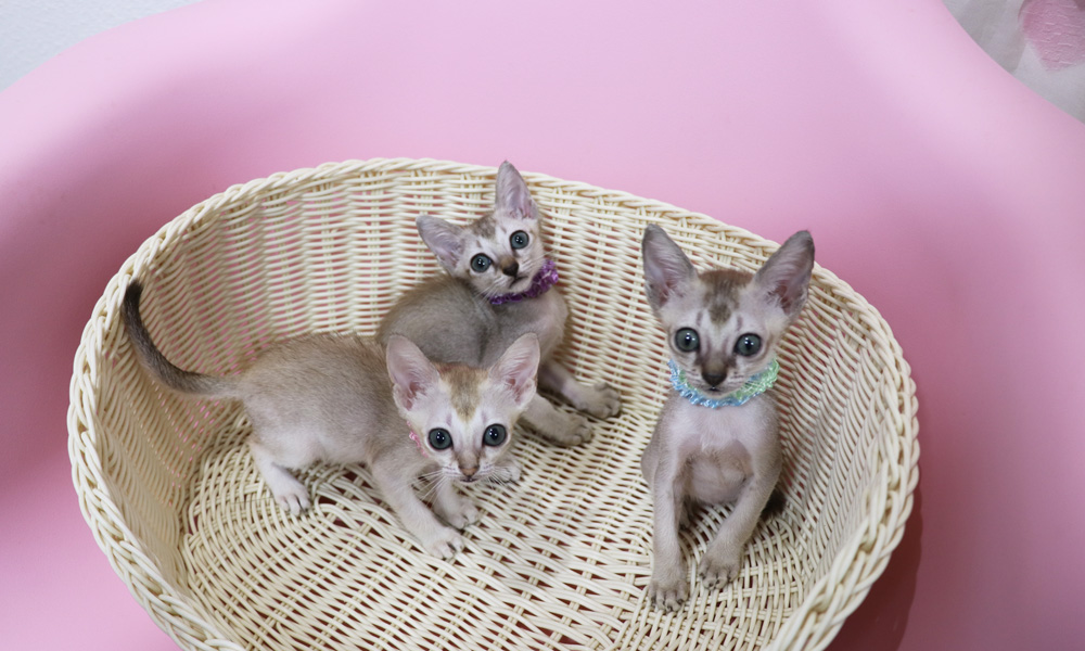 シンガプーラの子猫画像