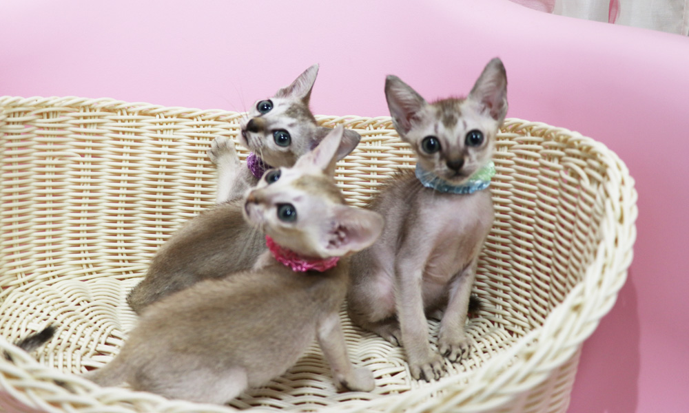 シンガプーラの子猫画像