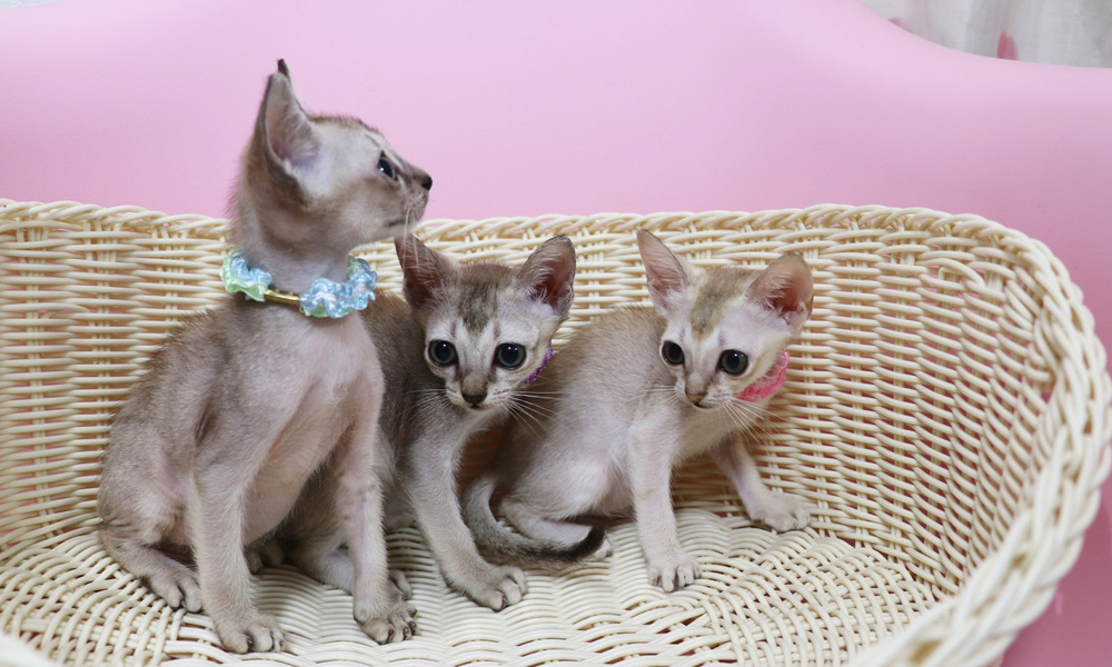 シンガプーラの子猫画像