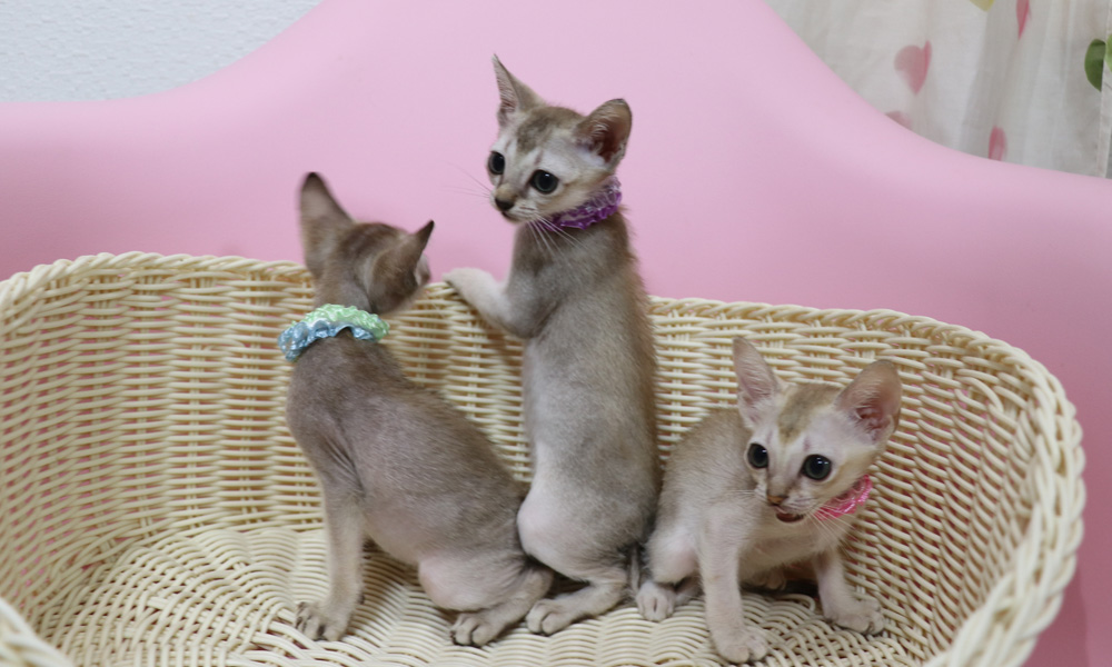 シンガプーラの子猫画像