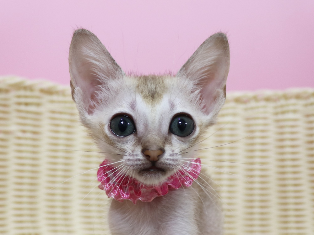 シンガプーラの子猫画像