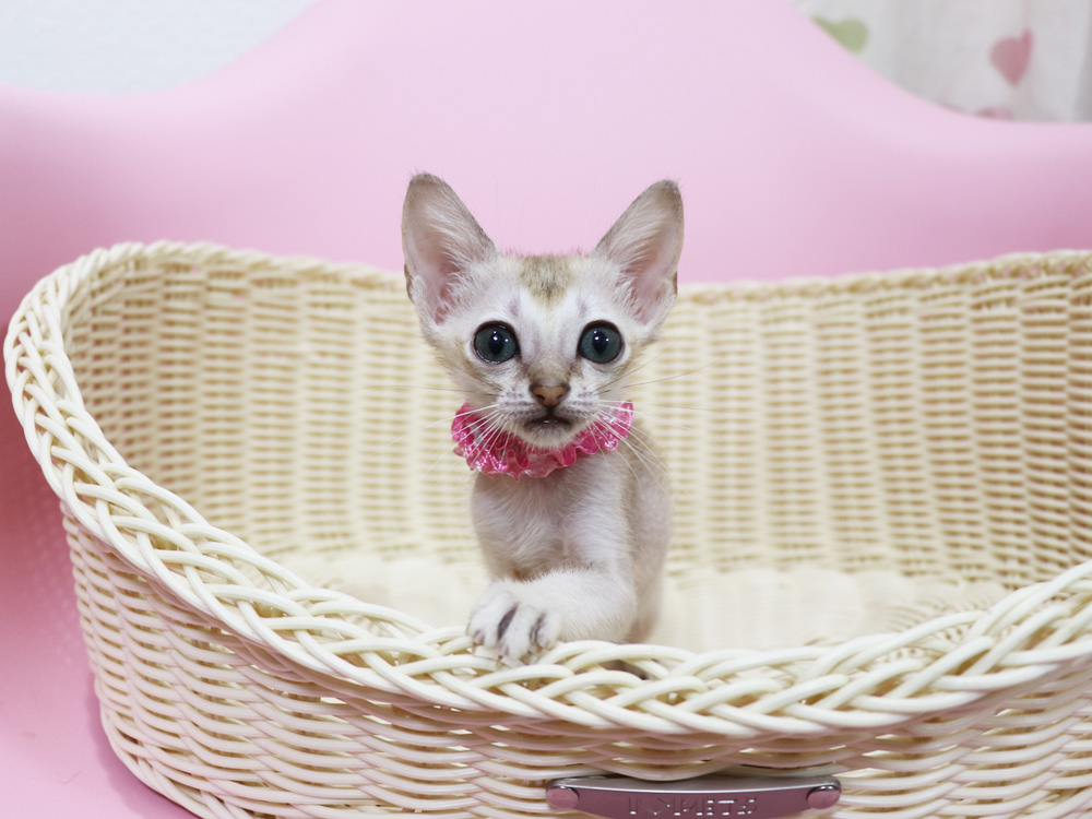 シンガプーラの子猫画像
