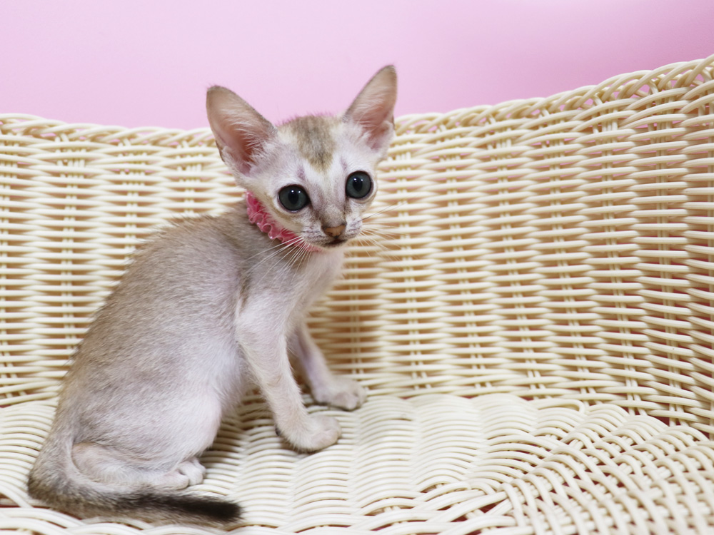 シンガプーラの子猫画像