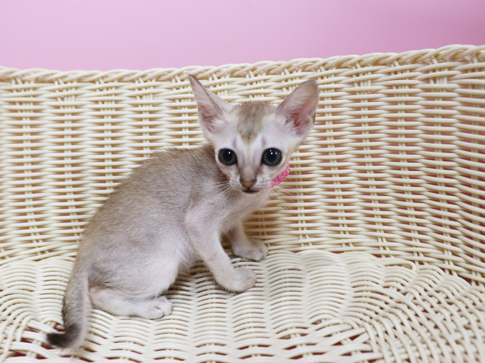 シンガプーラの子猫画像