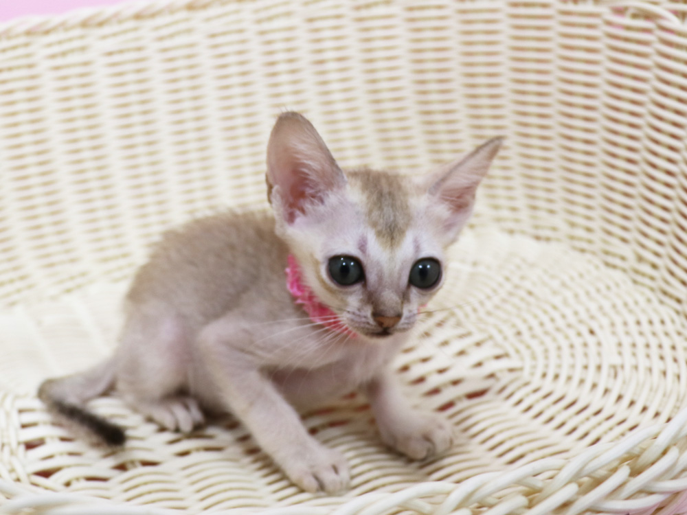 シンガプーラの子猫画像