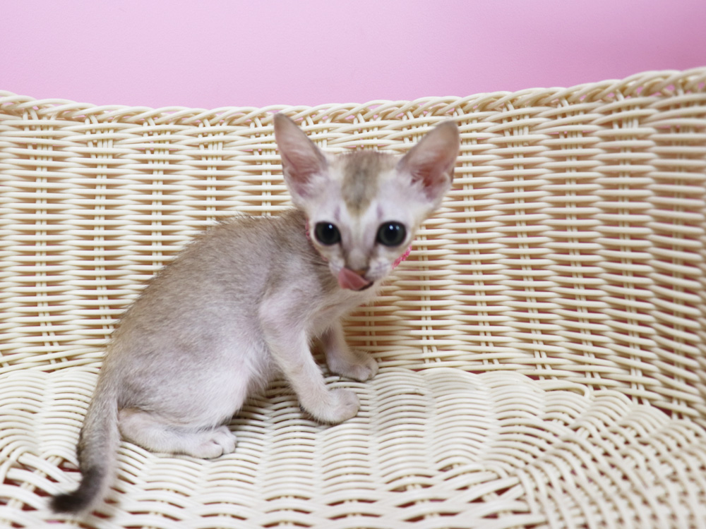 シンガプーラの子猫画像