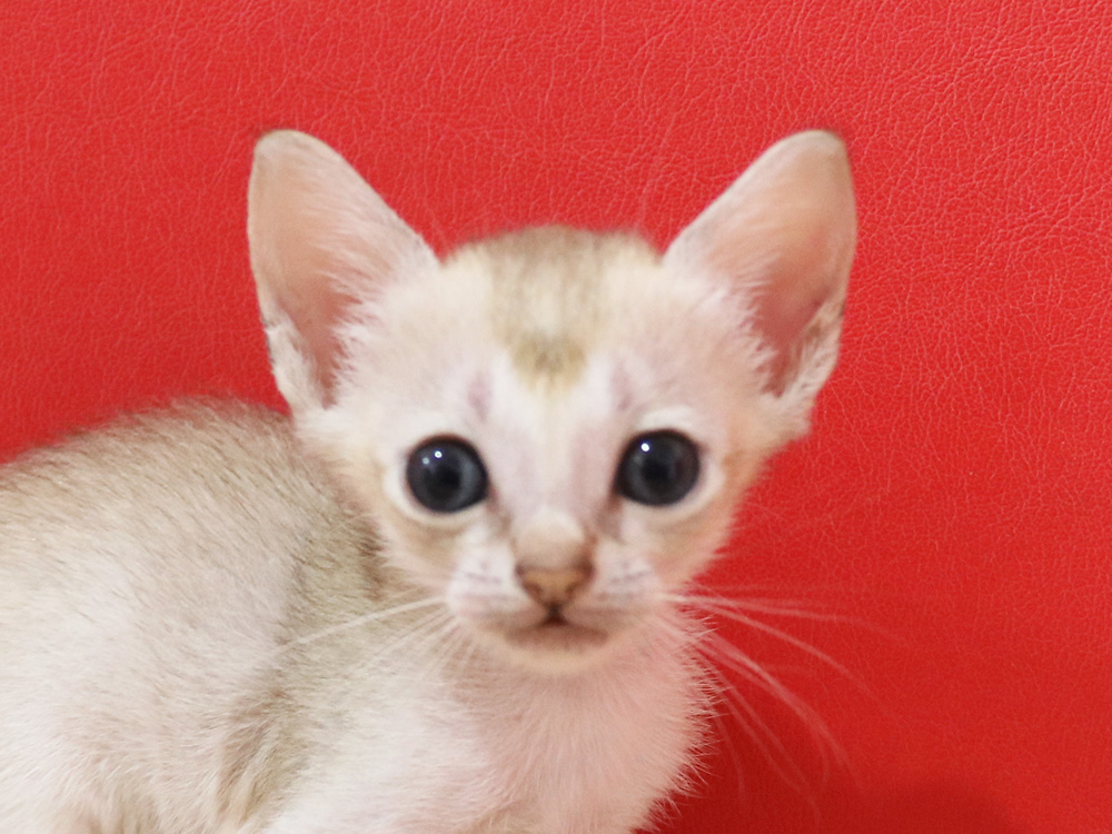 シンガプーラの子猫画像