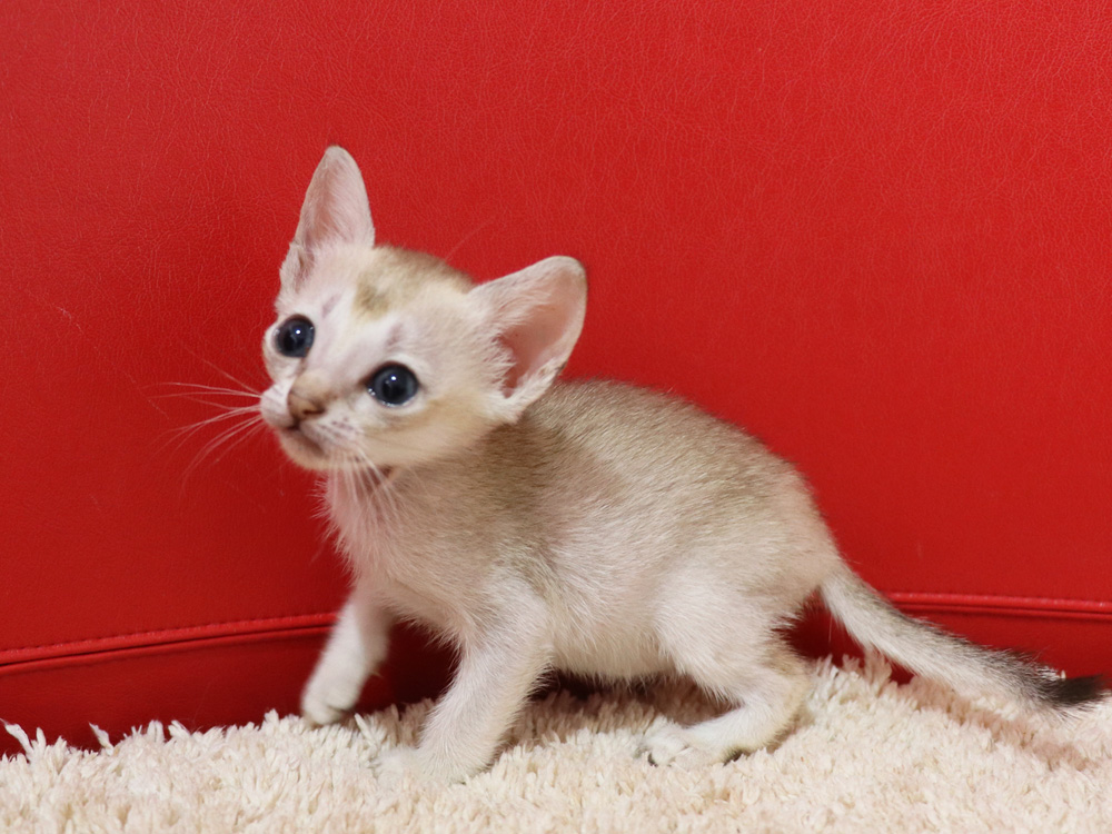 シンガプーラの子猫画像