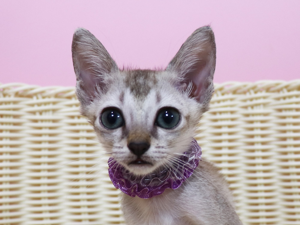 シンガプーラの子猫画像