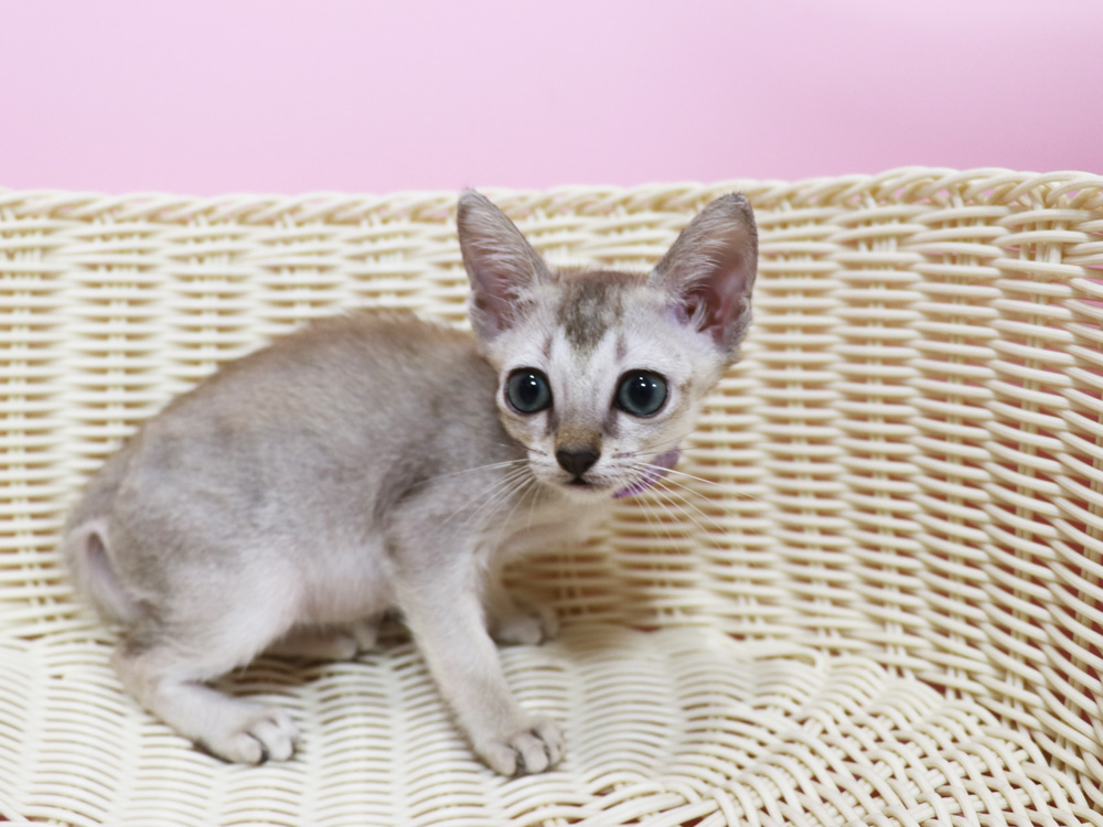 シンガプーラの子猫画像
