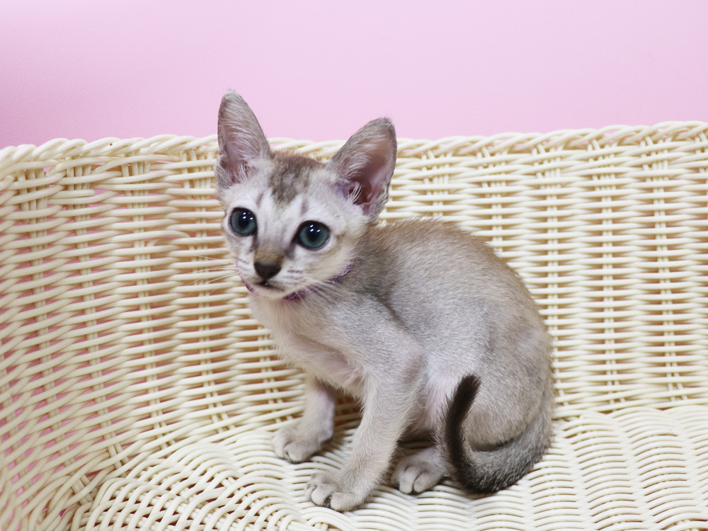 シンガプーラの子猫画像