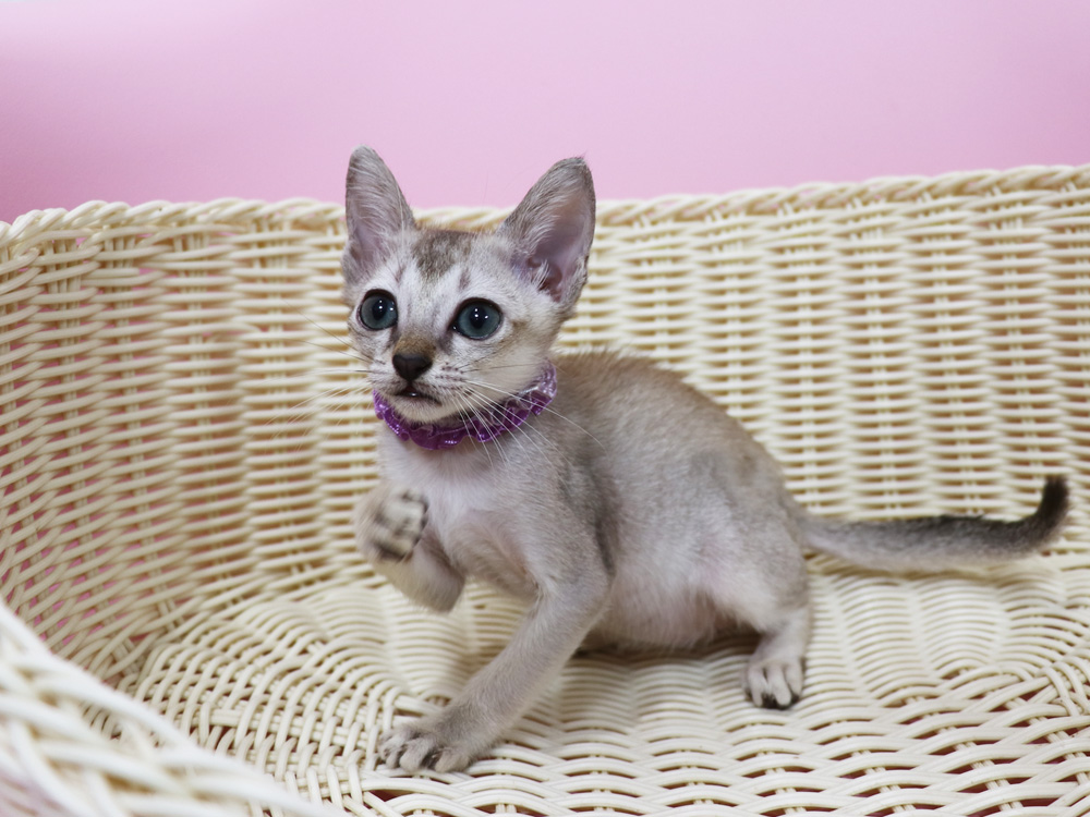 シンガプーラの子猫画像