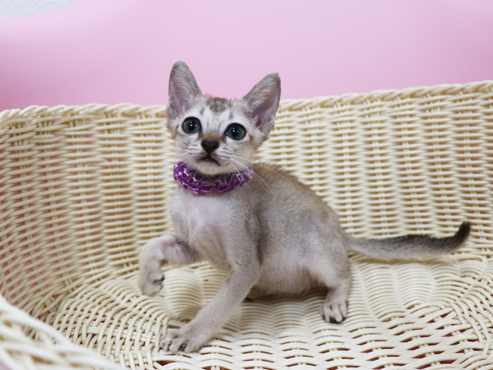シンガプーラの子猫画像