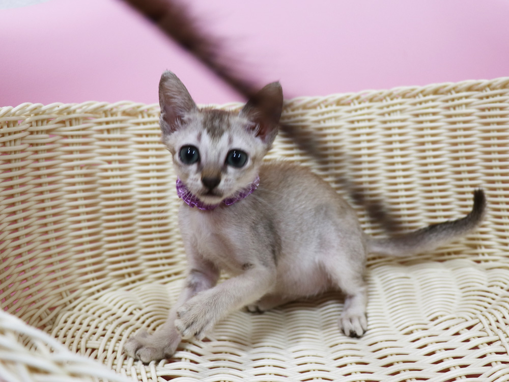 シンガプーラの子猫画像