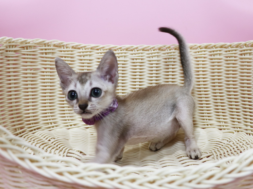 シンガプーラの子猫画像