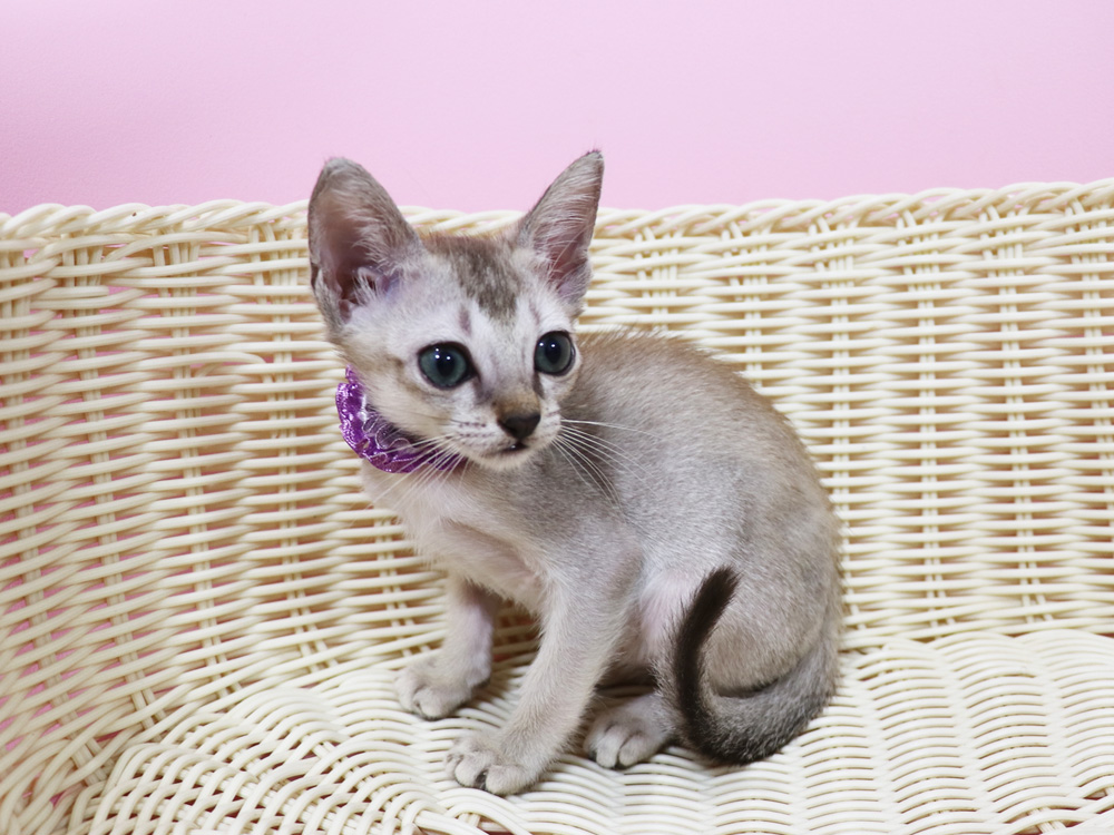 シンガプーラの子猫画像
