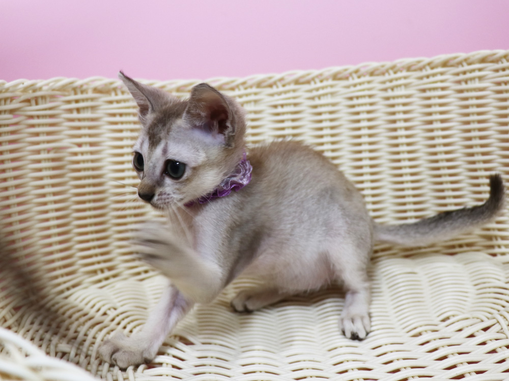 シンガプーラの子猫画像