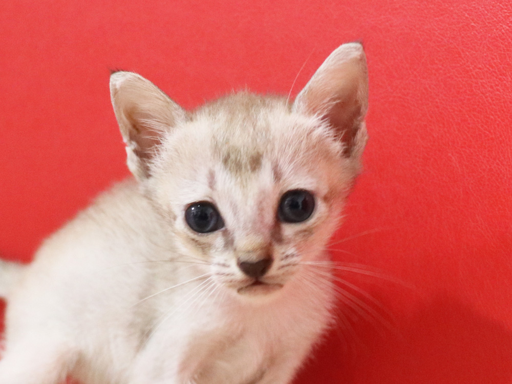 シンガプーラの子猫画像