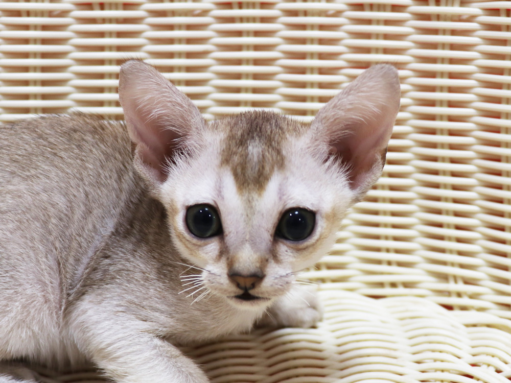 シンガプーラの子猫画像