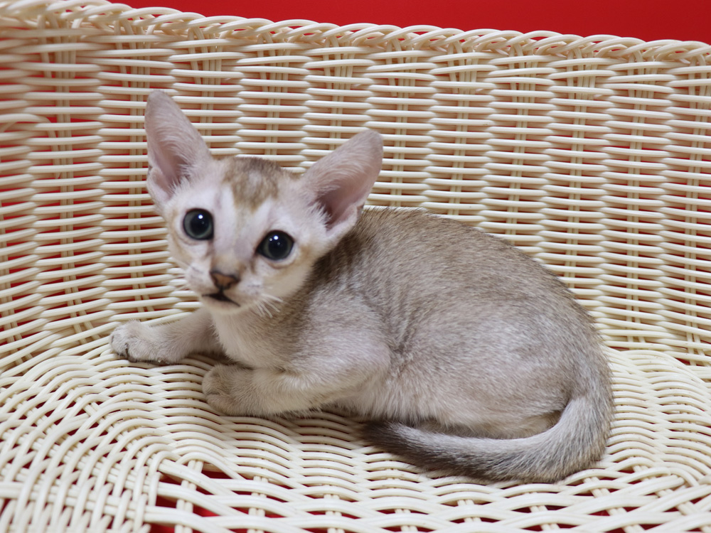 シンガプーラの子猫画像