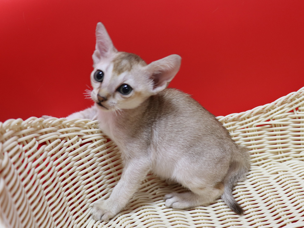 シンガプーラの子猫画像