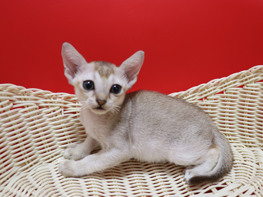 シンガプーラの子猫画像