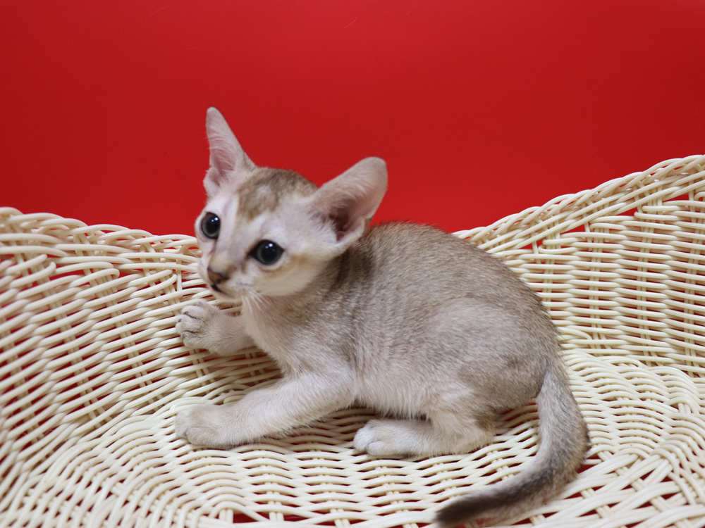 シンガプーラの子猫画像