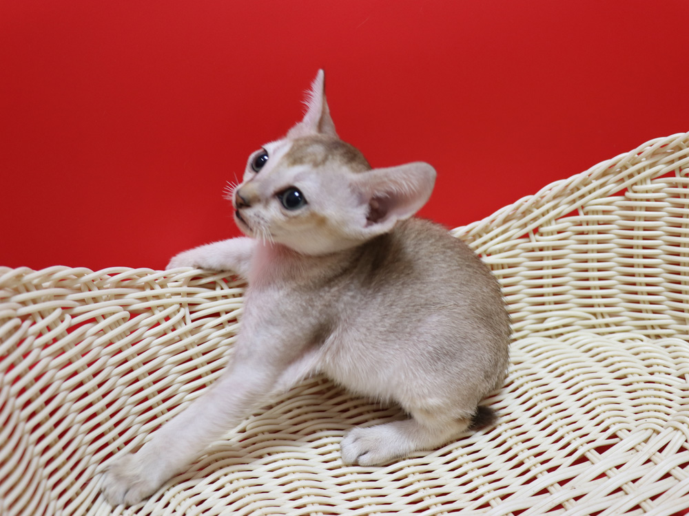 シンガプーラの子猫画像