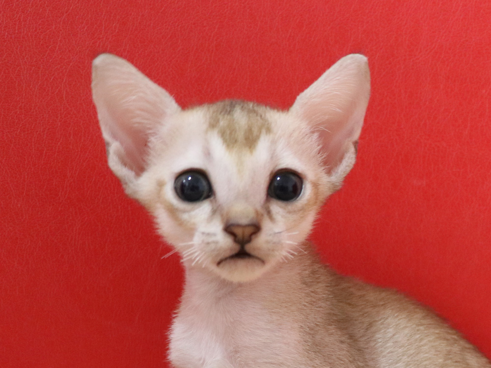 シンガプーラの子猫画像