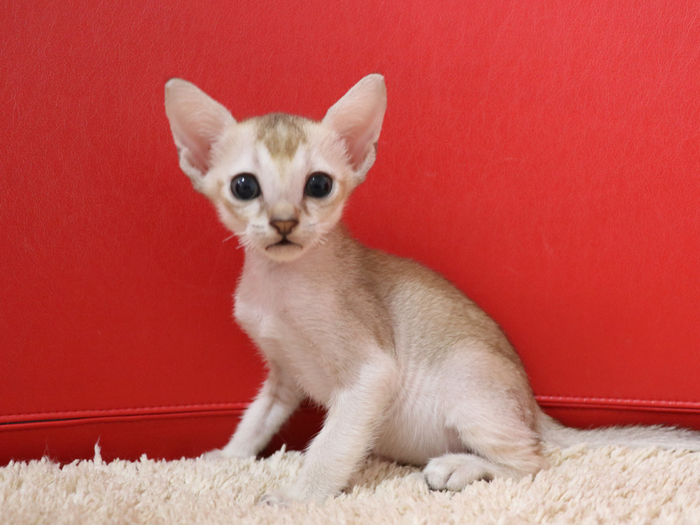 シンガプーラの子猫画像