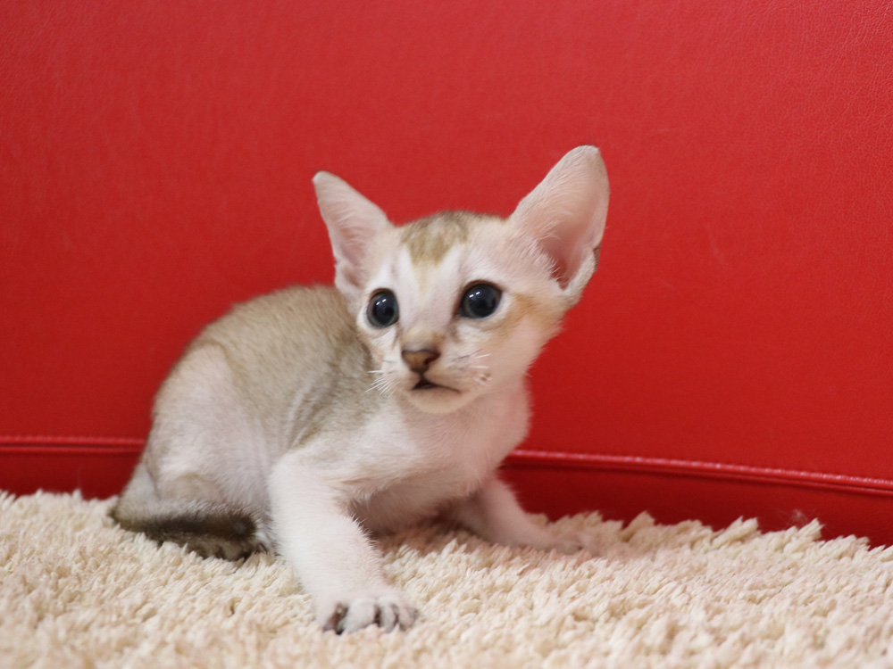 シンガプーラの子猫画像