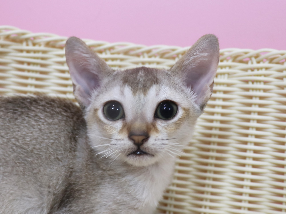 シンガプーラの子猫画像