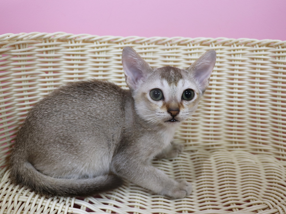 シンガプーラの子猫画像